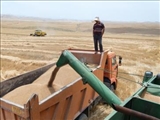 برداشت جو در شهرستان ری ۱۹ درصد کاهش یافت