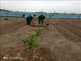  کاشت 120 اصله نهال مثمر
