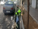 آغاز طرح طعمه گذاری حیوانات موذی در باقرشهر
