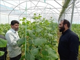 بازدید بخشدار فشافویه از واحد تولید محصولات گلخانه ای در روستای ابراهیم آباد