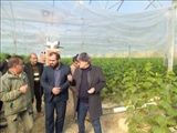بازدید بخشدار فشافویه از گلخانه روستای قنبرآباد