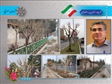 عملیات هرس و بازپیرایی درختان در شهر حسن آباد انجام شد