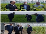 پیگیر حل مشکلات بخش تولید به صورت جهادی هستیم