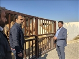 دستور رسیدگی وبرخورد قانونی با واحد غیرمجاز پرورش شتر‌ درعشق آباد
