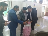 بازدید فرماندار ویژه شهرستان ری از اولین جشنواره گلاب گیری روستای طالب آباد بخش قلعه نو