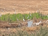 ورود پرنده مهاجر گاوچرانک به شهرستان ری؛ نشانه‌ ای از سلامت اکولوژیکی و غنای تنوع زیستی