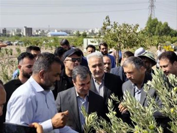 آغاز برداشت زیتون در قیامدشت/ جلوگیری از زمین‌خواری با احیای اراضی