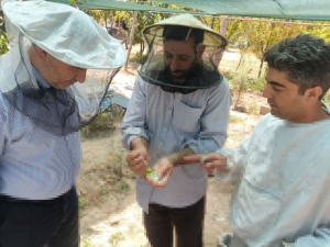 صنعتی سبز به شیرینی عسل/صنعت زنبورداری